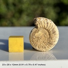 Perisphinctes ammonite fossil