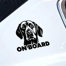 Labrador Retriever Dog On