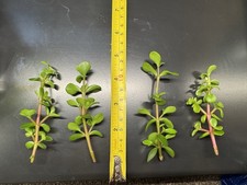 Portulacaria afra
