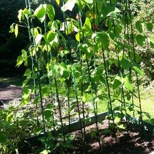 Pea and Bean Buddy Runner Bean Frame Climbing Plant Support 1.2m x 2.4m H  
