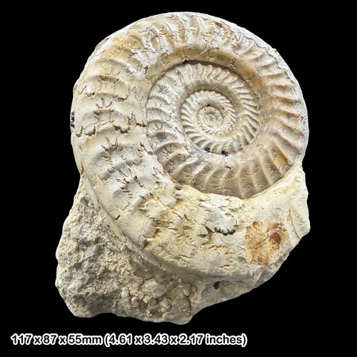 Hildoceras fossil ammonite - fossil,