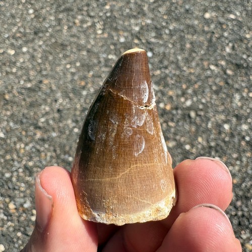 Large mosasaur tooth fossil - large,