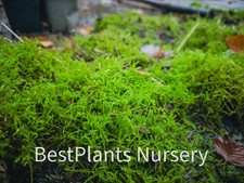 Sphagnum Moss Fresh 1 litre