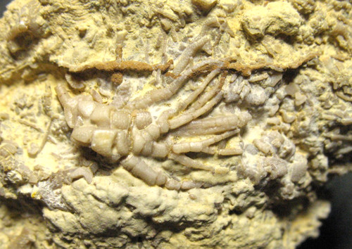 Ordovician bromide - ordovician,