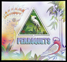 Parrots cockatoo birds - -,