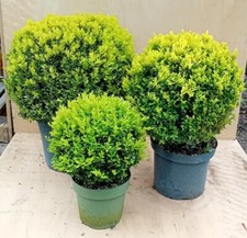 Buxus sempervirens (common box) topiary balls 30, 40 & 50cm diameter - 3 plants