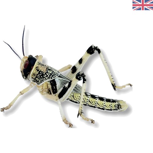 Nutritious live locusts in - nutritious, 50