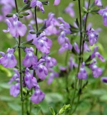 Salvia 'Violin Music' - 9cm