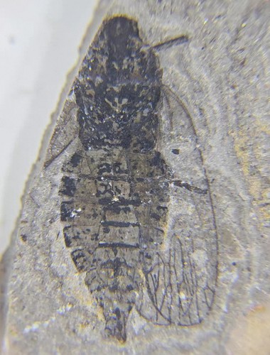 Cicada insect fossil specimen - insect,
