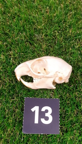Genuine grey squirrel - genuine, skull
