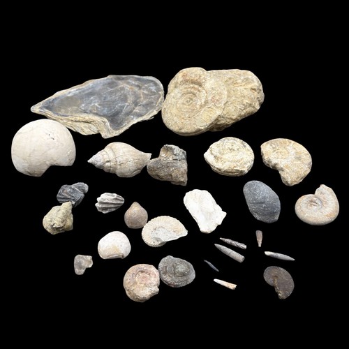 1kg british fossil mix - british,
