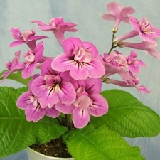 Streptocarpus Bristol's Ribbon
