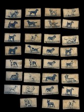 Job Lot Of 31 x 1952 Turf Cigarette Cards - Famous Dog Breeds