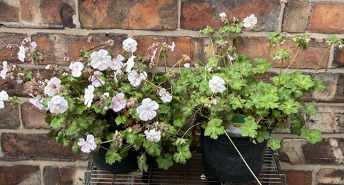 Perennial geranium ola - perennial, 'st