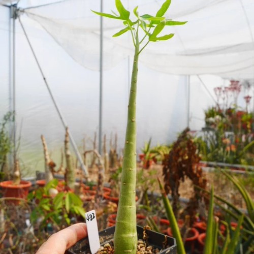 3cm succulent cactus adenia - 2-3cm,