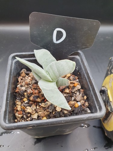 Crassula genus - crassula,
