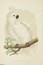 LARGE PRINT - PARROTS IN