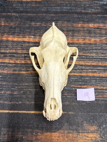 Coyote skull unique animal - unique,