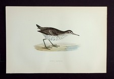 SPOTTED SANDPIPER, original