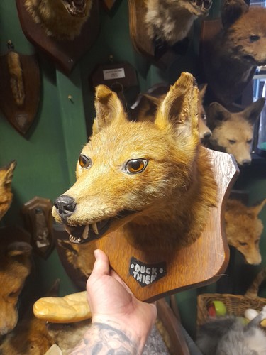 Taxidermy fox mask head mount - mask,