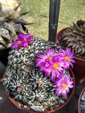 Ariocarpus kotschoubeyanus, 20 Fresh seeds, Add To Basket, Read description