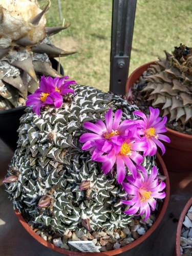 Ariocarpus kotschoubeyanus 20 - ariocarpus, kotschoubeyanus,
