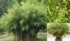 Fargesia Yunnanensis | Borinda