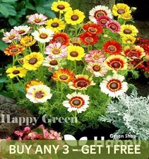 PAINTED DAISY RAINBOW MIX -
