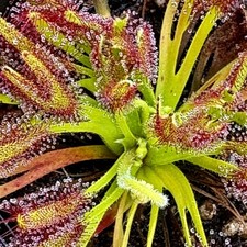 Carnivorous Drosera capensis - Crestate Form