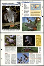 African Grey Parrot #142 Birds Wildlife Fact File Fold-Out Card
