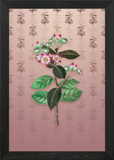 Tall calotropis flower framed - flower,