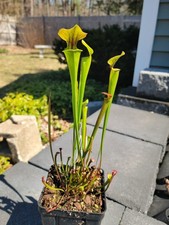 Sarracenia Flava Waccamaw F2 X