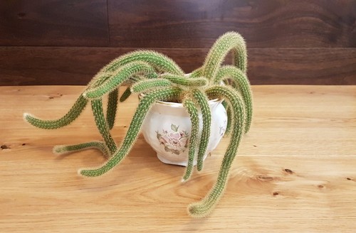 Large rooted hanging - 2x,