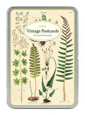 Cavallini - Carte Postale -