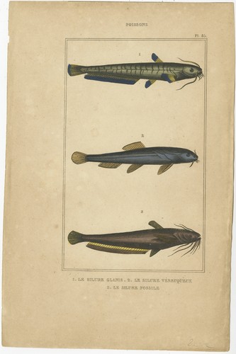 Antique print the wels - antique,