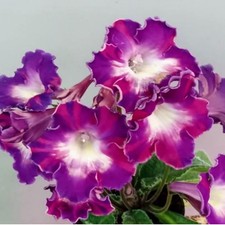 Streptocarpus PK-Radek-Plug