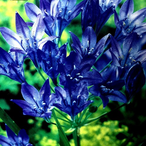 Brodiaea queen fabiola - queen,