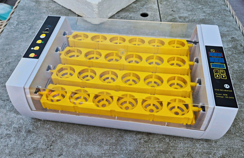 Eggs incubator temperature - 24,