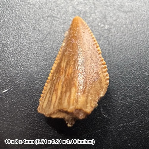 Genuine raptor dinosaur tooth
