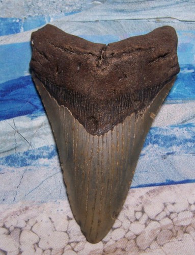 Megalodon shark tooth - shark, 1/16