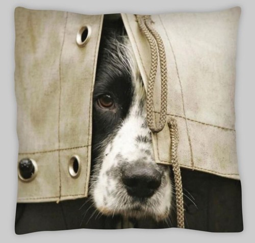 Springer spaniel cocker - springer,