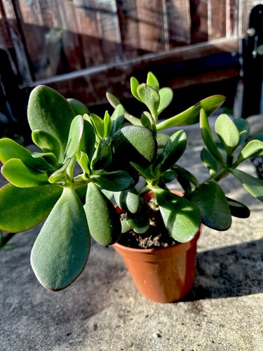 Jade plant money - jade, crassula