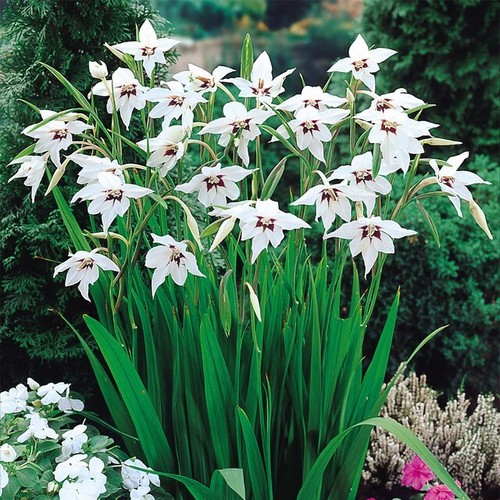 Acidanthera bulbs the - bulbs, x