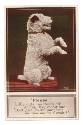 Wire fox terrier begging for - for, a