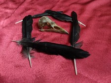 Real Crow Skull Pagan Alter
