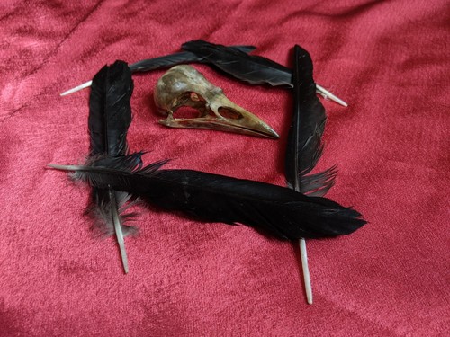 Real crow skull - real,