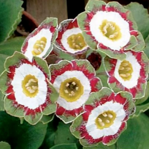 Primula astolat perennial - primula,