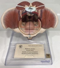 Adam Rouilly Female Pelvis Model, teaching and demonstration. Very detailed. MO8
