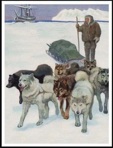 Siberian husky sledge dogs - sledge,