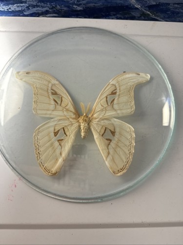 Atlas silk moth cream - atlas,